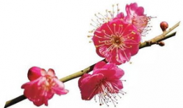 红梅花,冬日里的坚韧与美丽